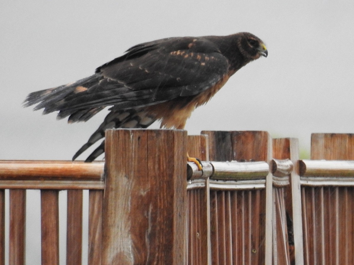 Northern Harrier - ML111388381