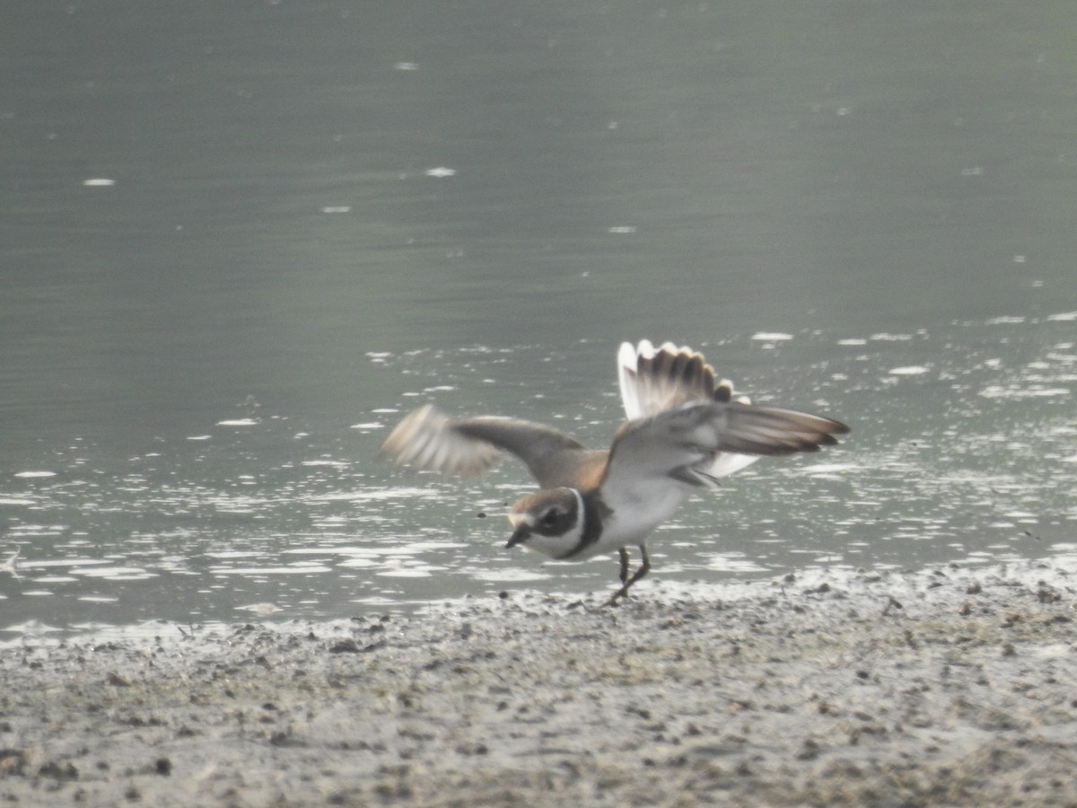 Semipalmated Plover - Alan Barnard