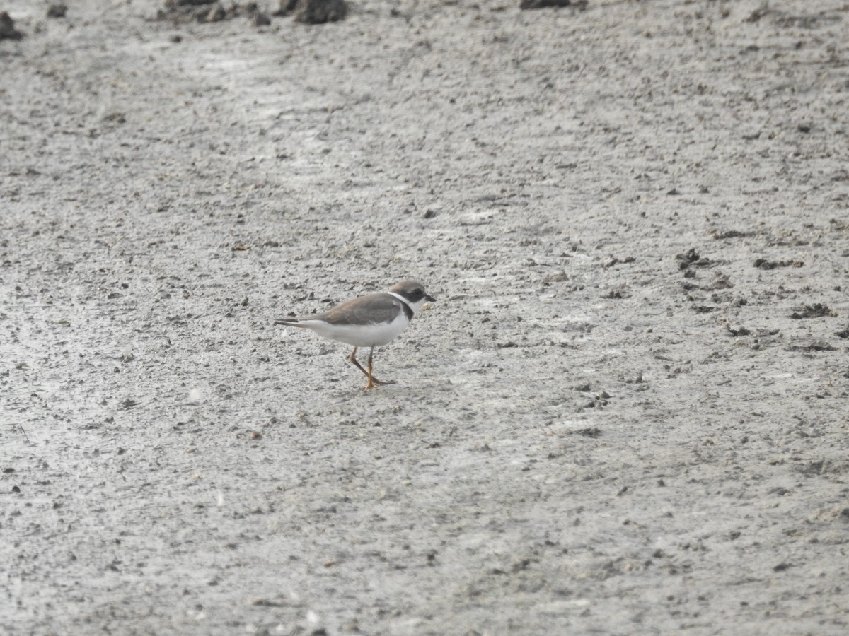 Semipalmated Plover - ML111388911