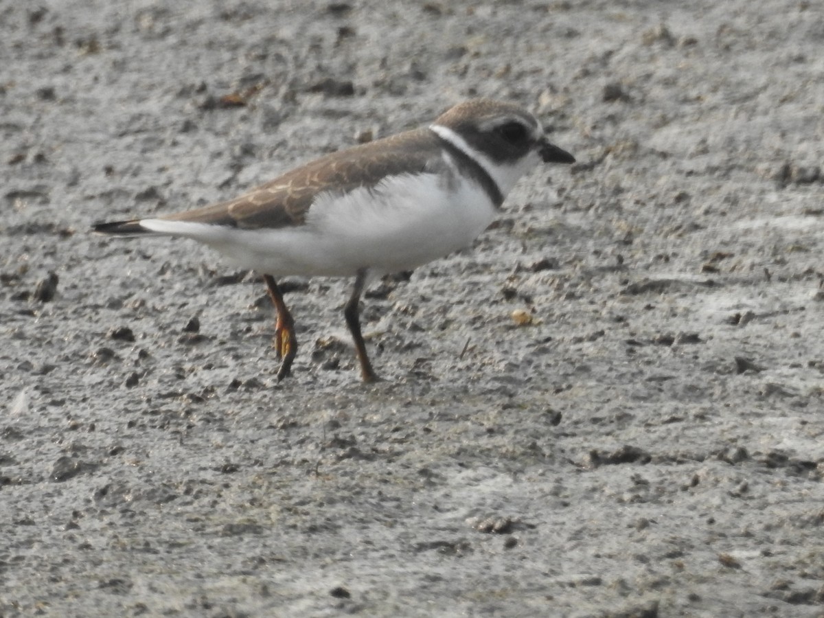 Semipalmated Plover - ML111388951