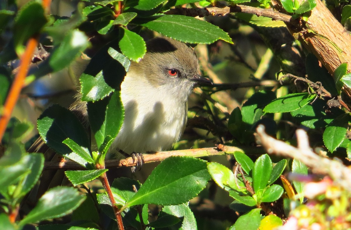 Gray Gerygone - ML111390171