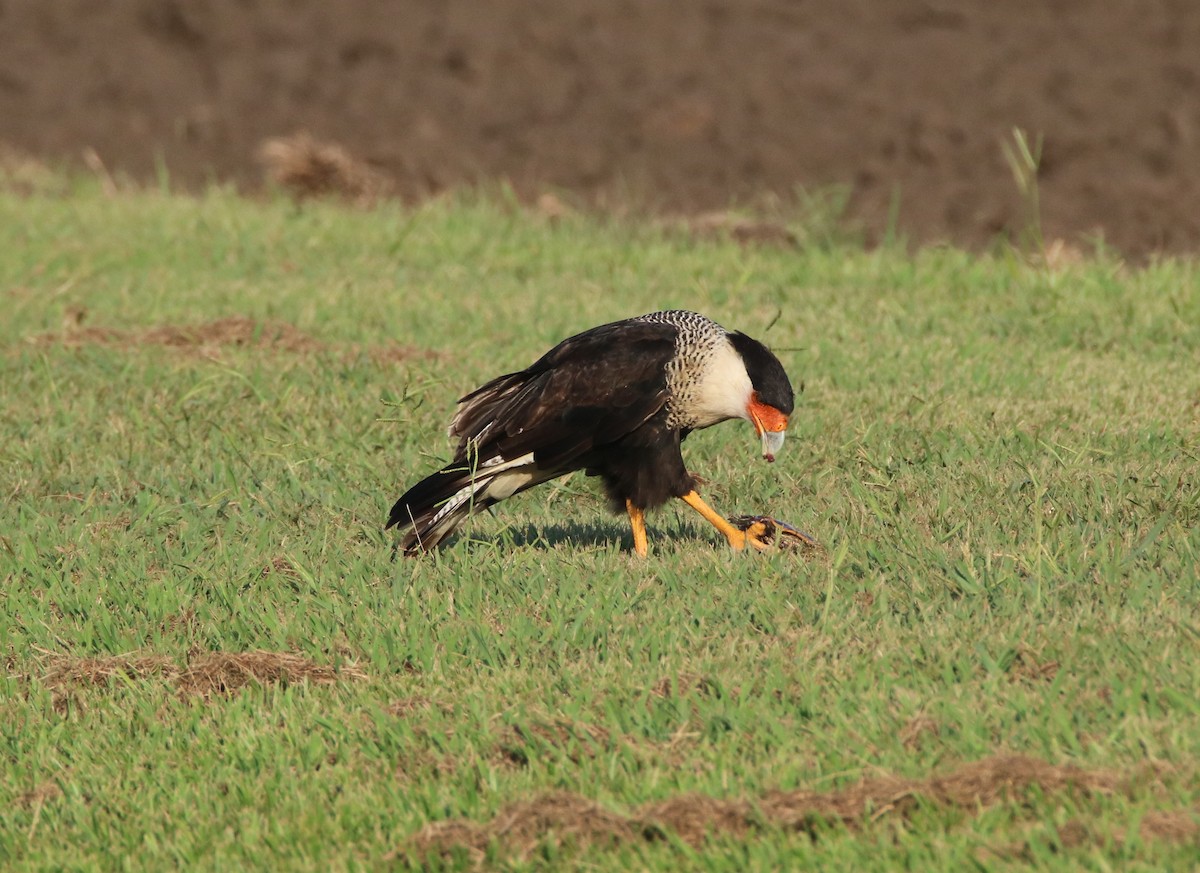 Caracara Carancho (norteño) - ML111391051