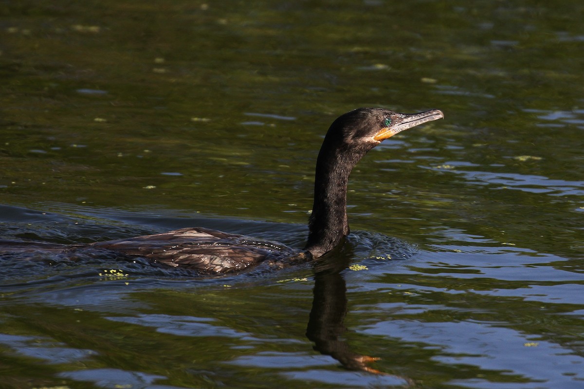 Neotropic Cormorant - ML111393071