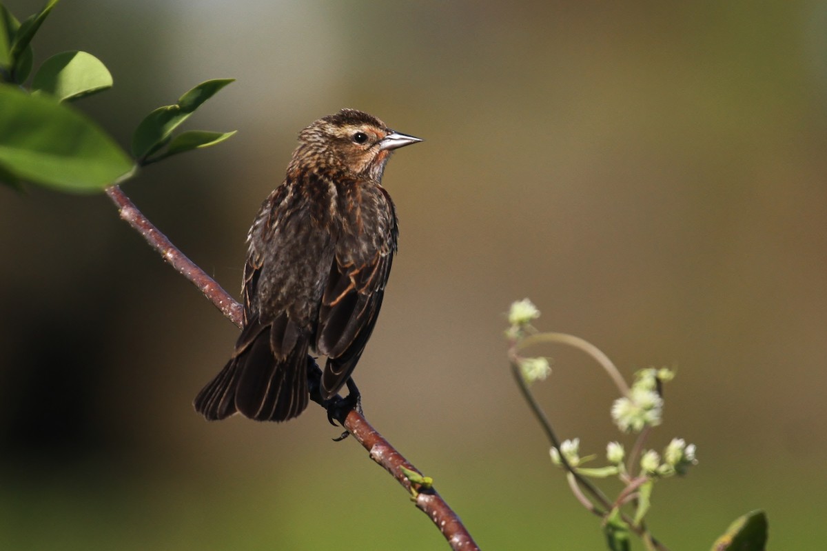 Red-winged Blackbird - Alex Lamoreaux