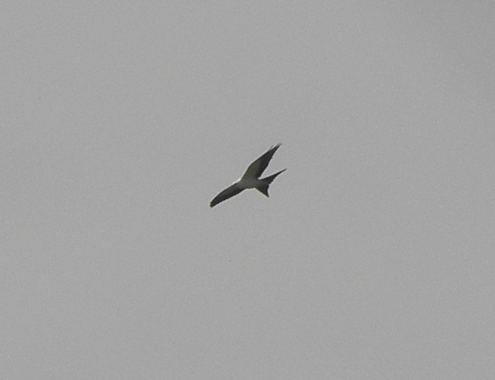 Swallow-tailed Kite - Greg Moyers