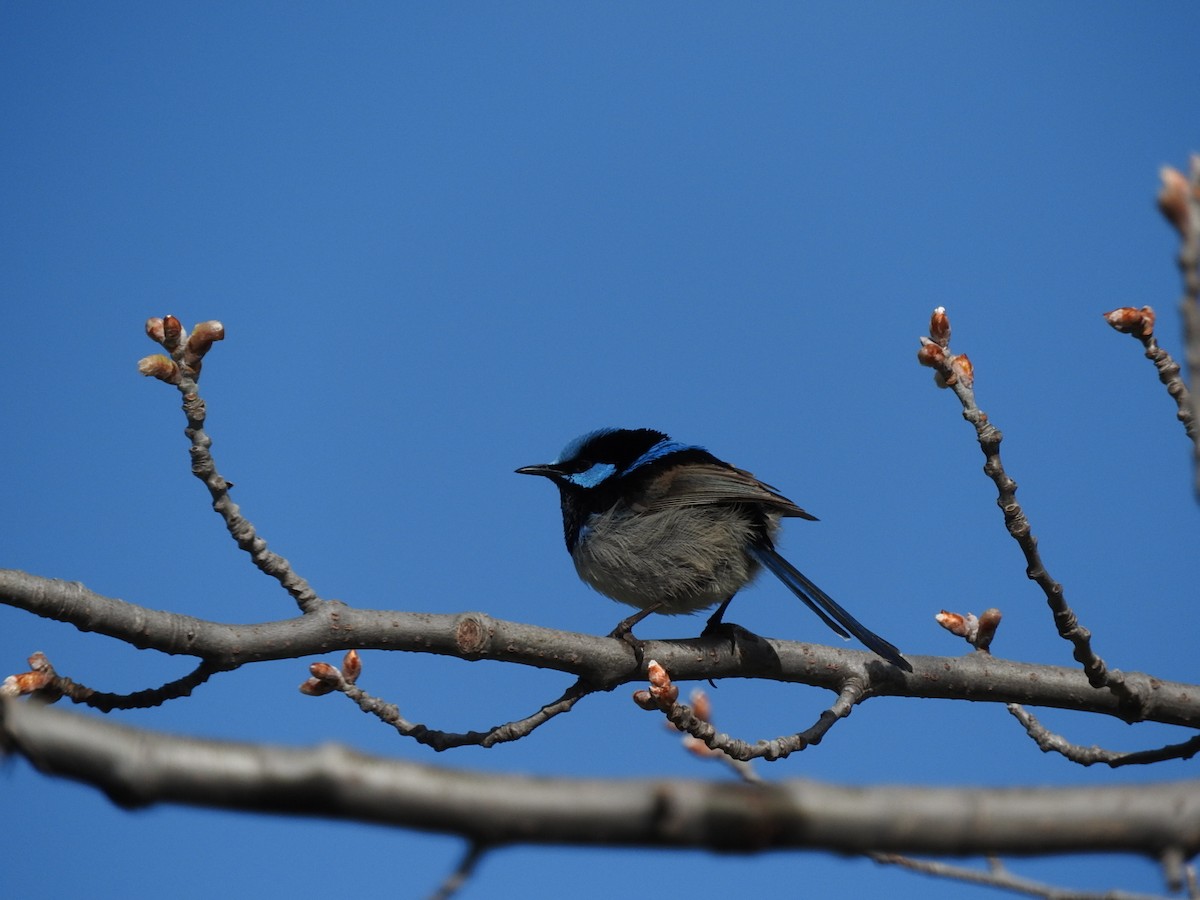 Superb Fairywren - ML111393871