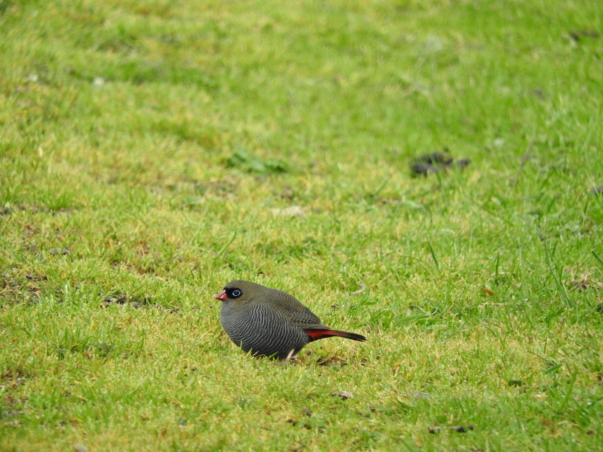 Beautiful Firetail - ML111394171