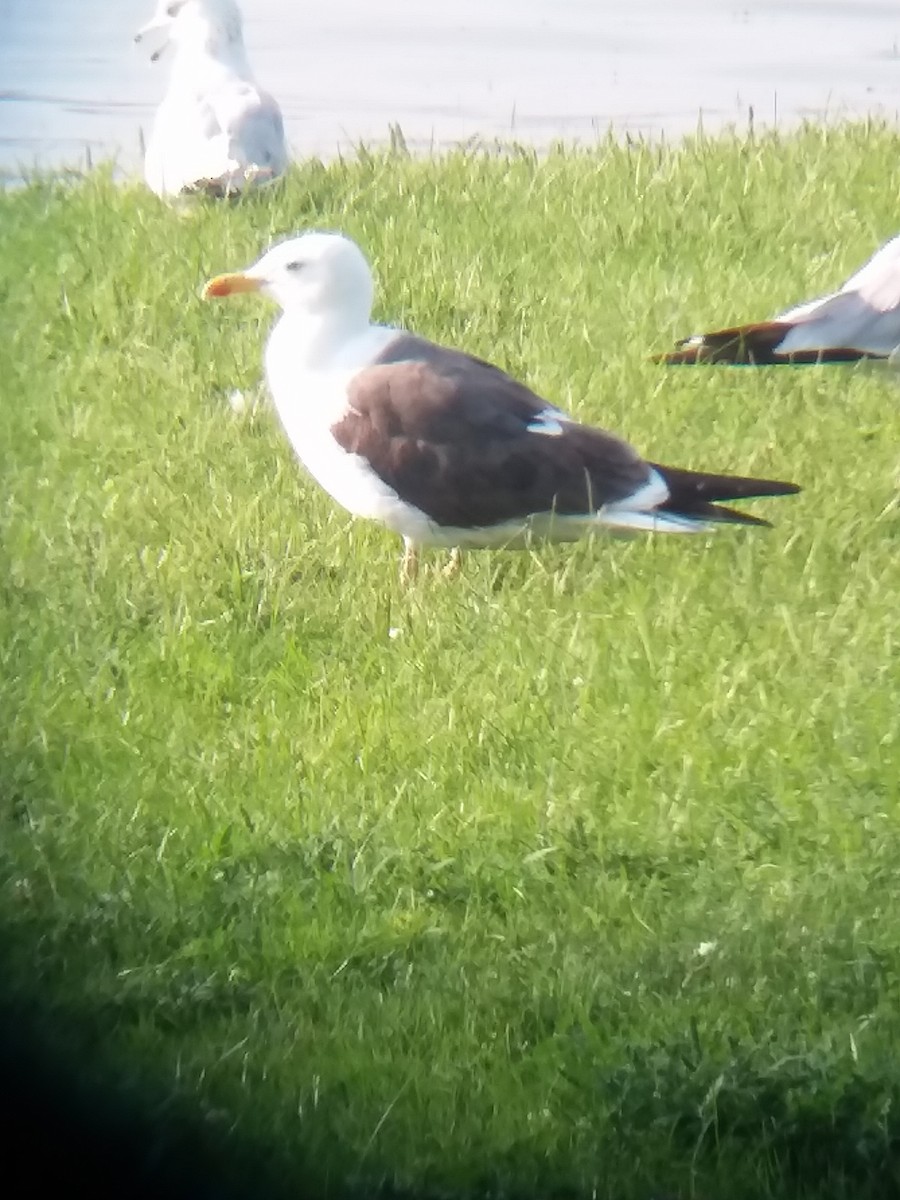 Lesser Black-backed Gull - ML111394251