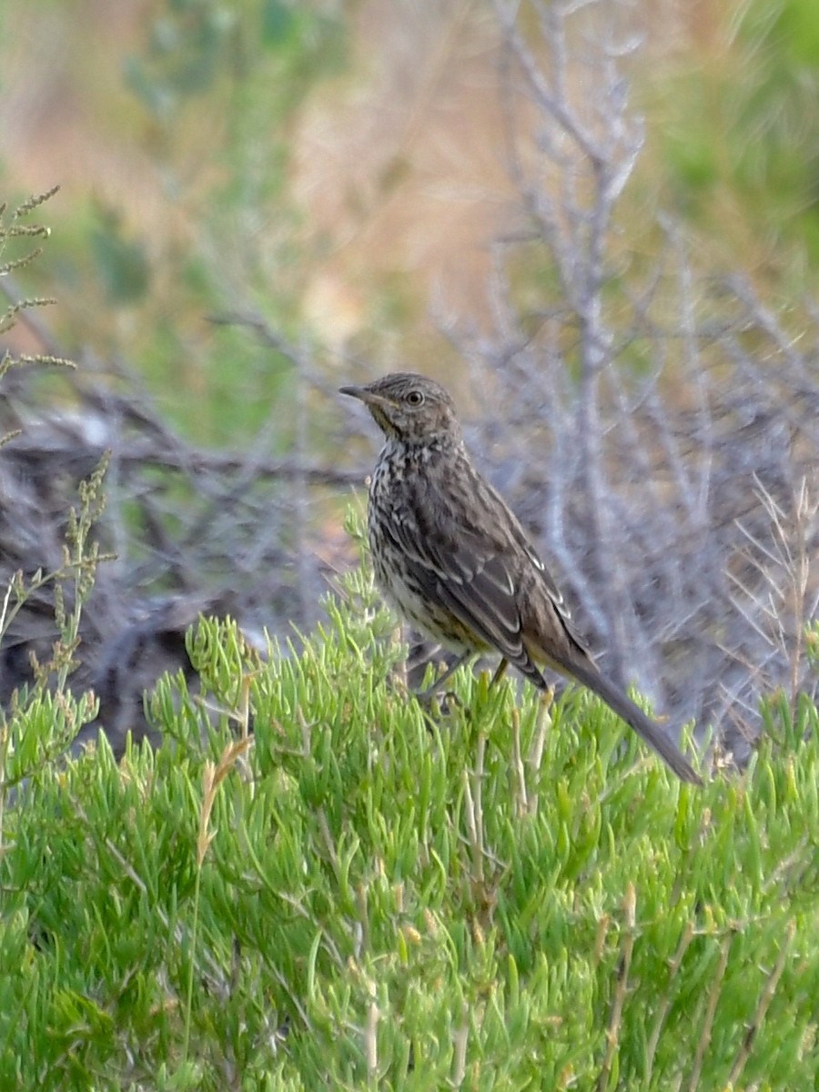 Sage Thrasher - ML111394521