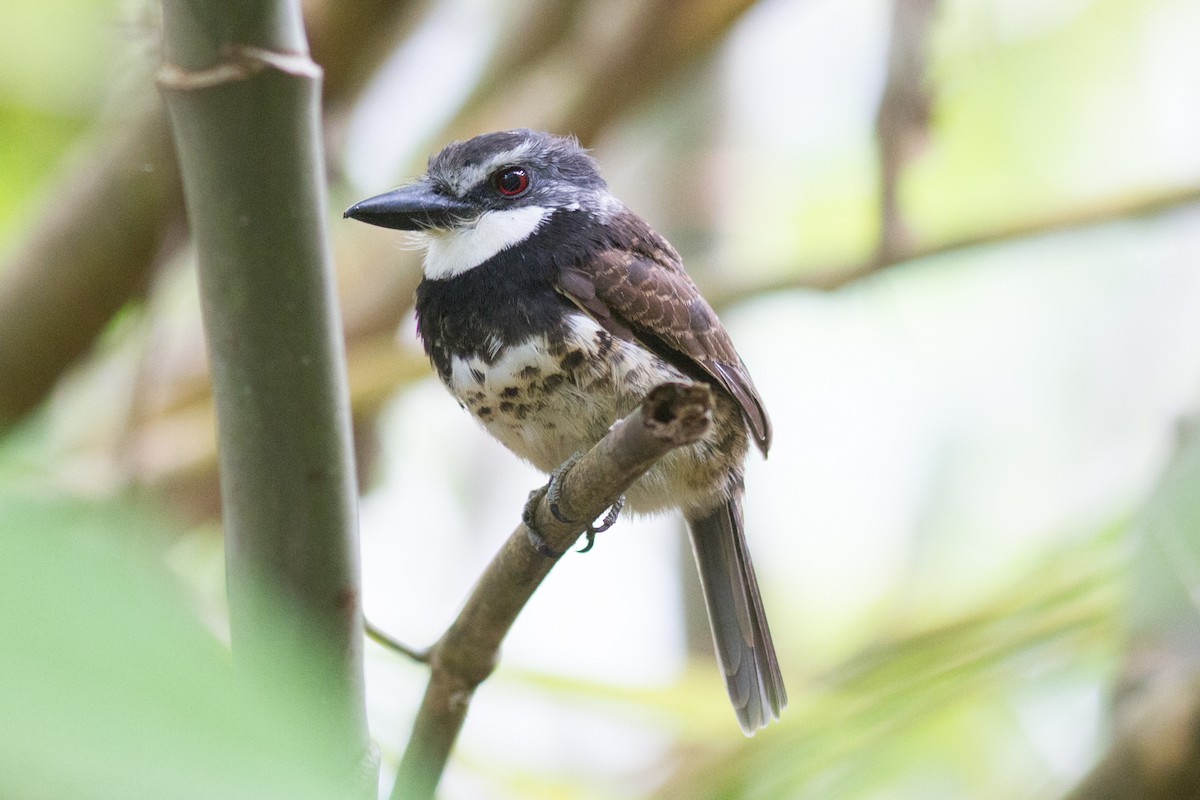 Sooty-capped Puffbird - ML111395111