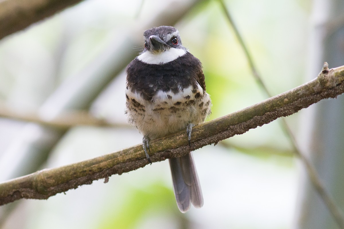 Sooty-capped Puffbird - ML111395261