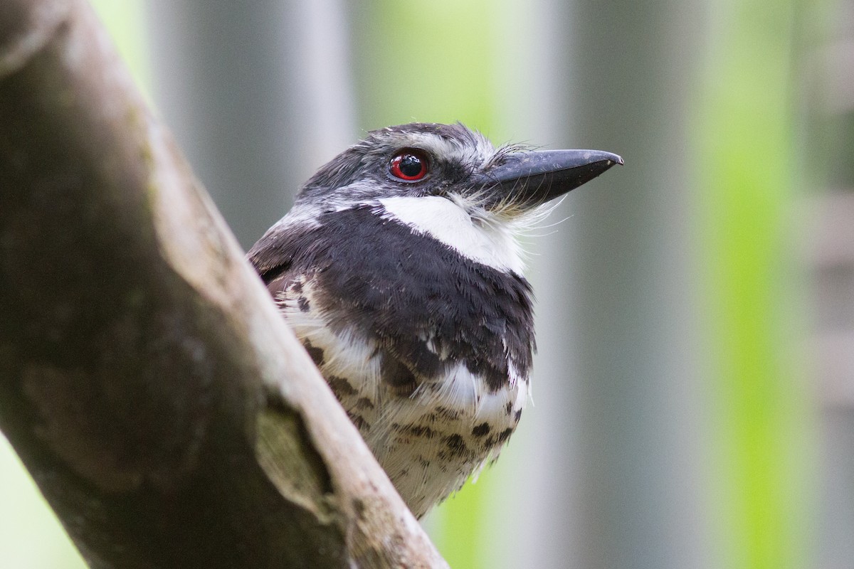 Sooty-capped Puffbird - ML111395281