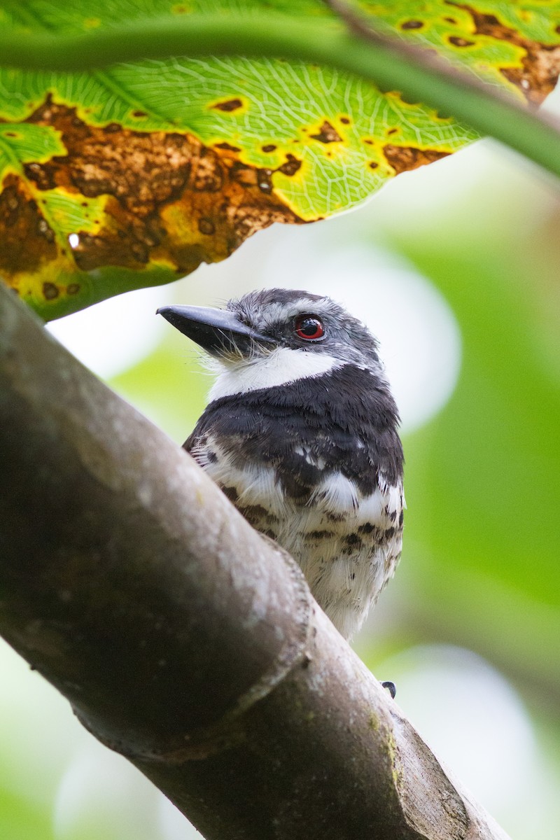 Sooty-capped Puffbird - ML111395361