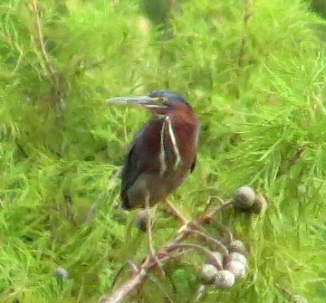 Green Heron - ML111396661