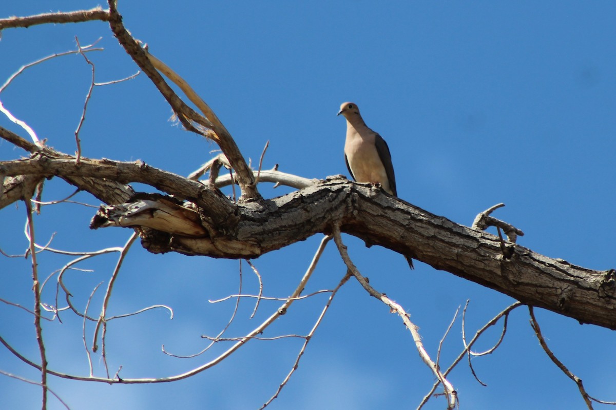 Mourning Dove - David Lerwill