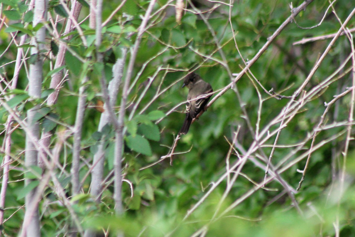 Western Wood-Pewee - David Lerwill