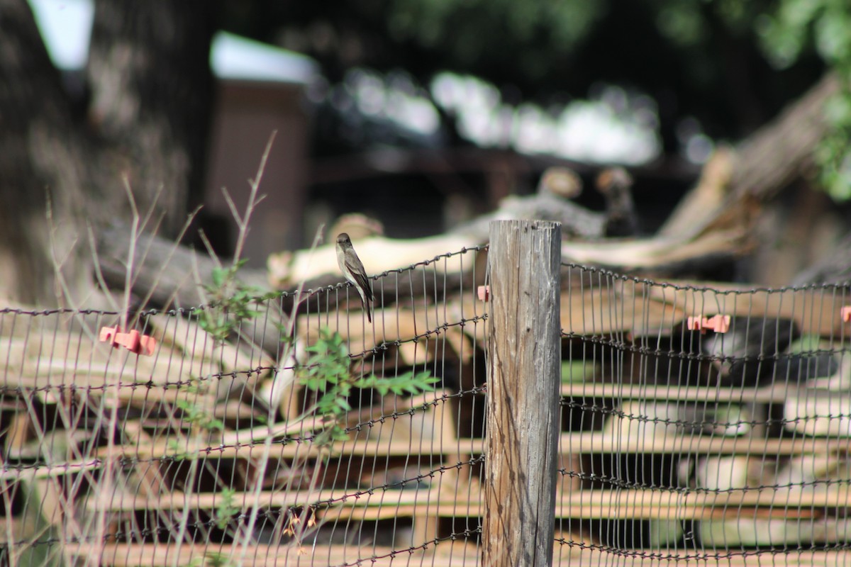 Western Wood-Pewee - ML111397851