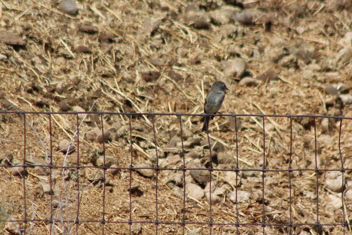 Dusky Flycatcher - ML111398621