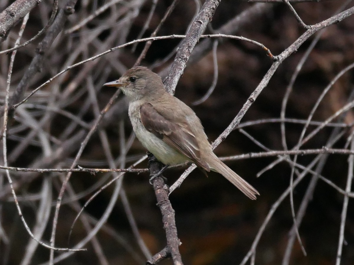 Willow Flycatcher - ML111398831