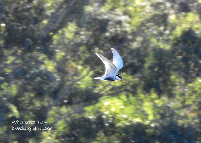 Whiskered Tern - Marie Tarrant