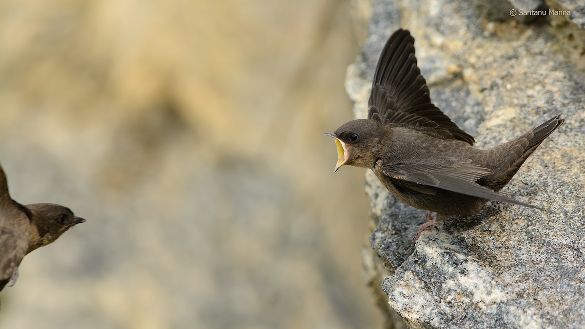 Dusky Crag-Martin - Santanu Manna