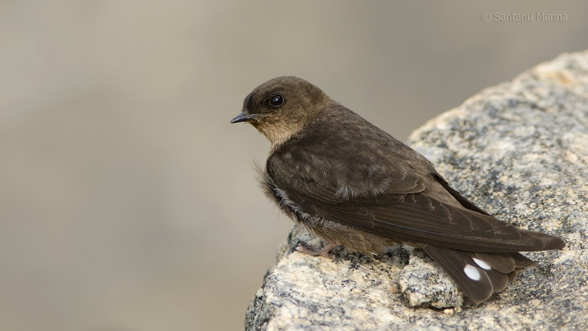 Dusky Crag-Martin - Santanu Manna