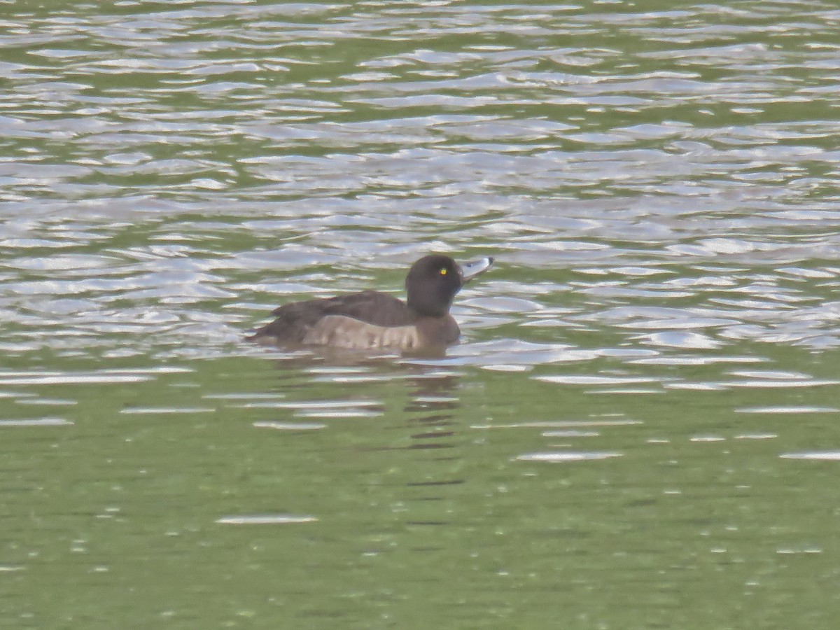 Tufted Duck - ML111405871