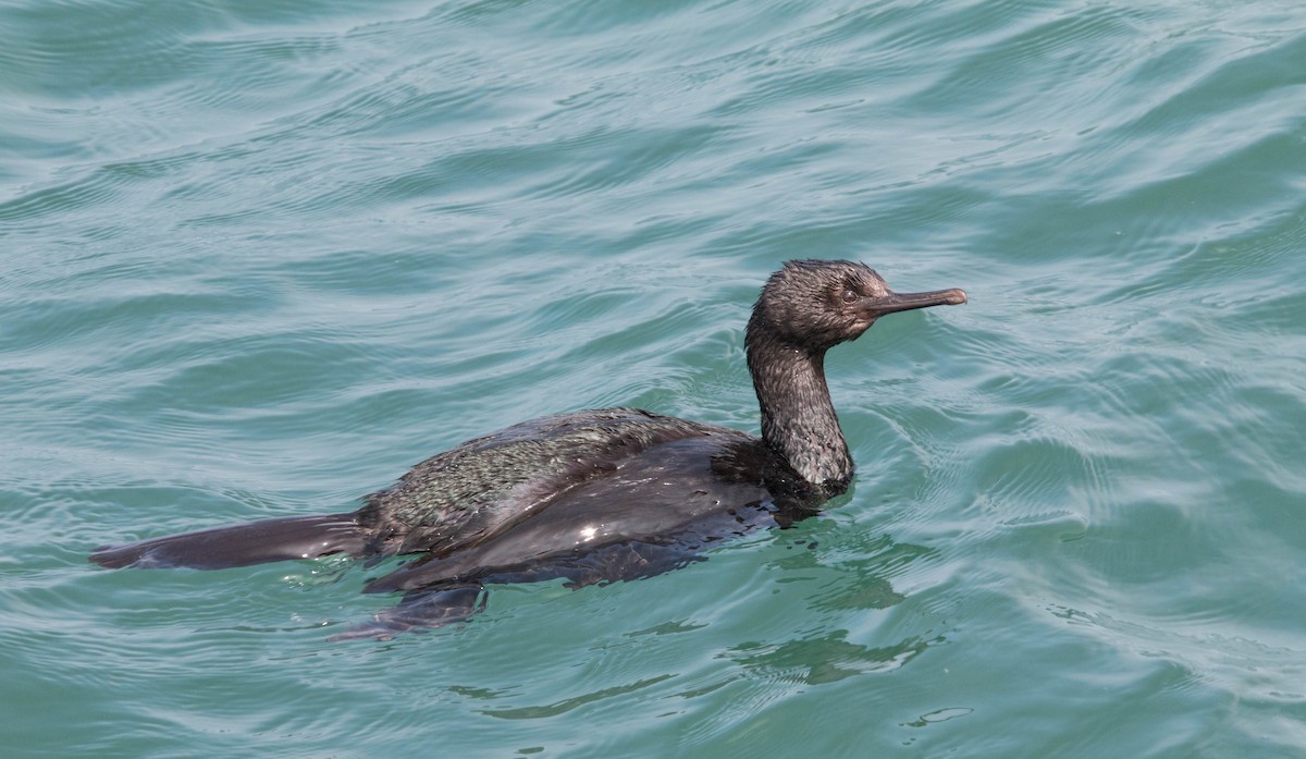 Pelagic Cormorant - ML111406571