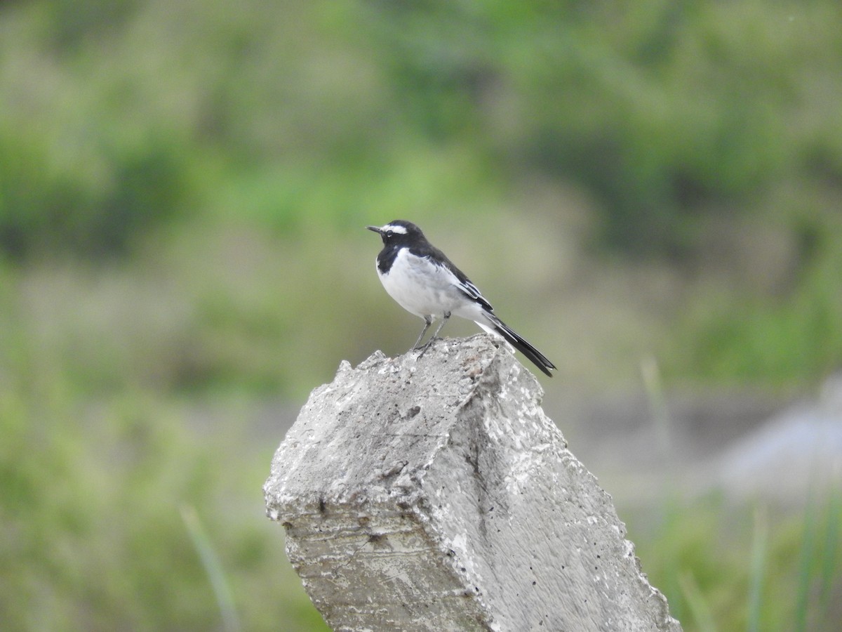 White-browed Wagtail - ML111406771