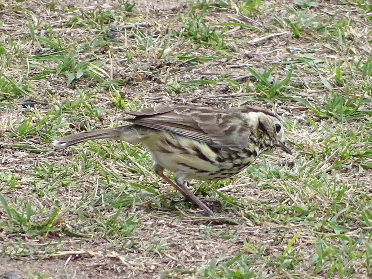 Speckled Warbler - Richard Murray