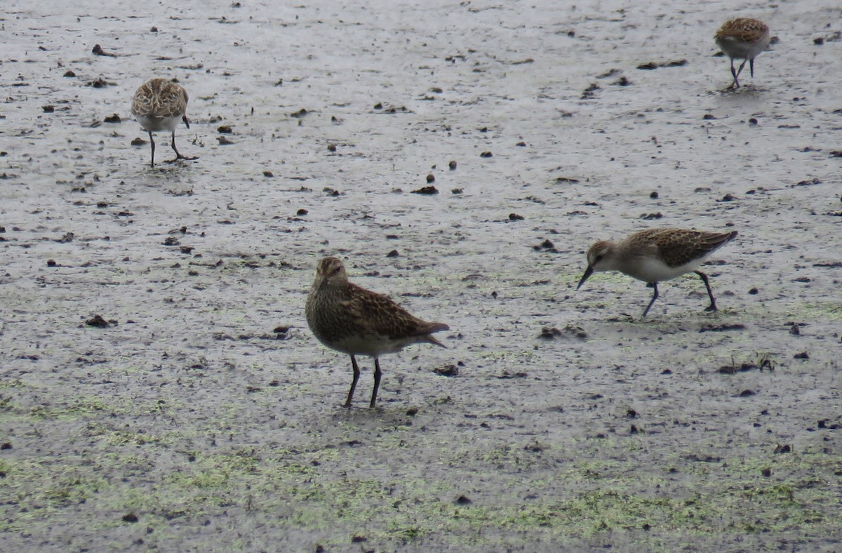 Pectoral Sandpiper - Thomas Schultz