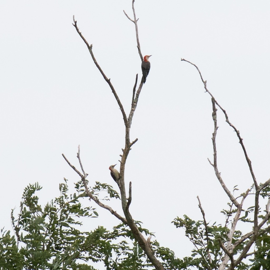 Red-bellied Woodpecker - Ashley Bradford