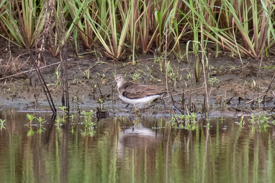 Solitary Sandpiper - ML111411491