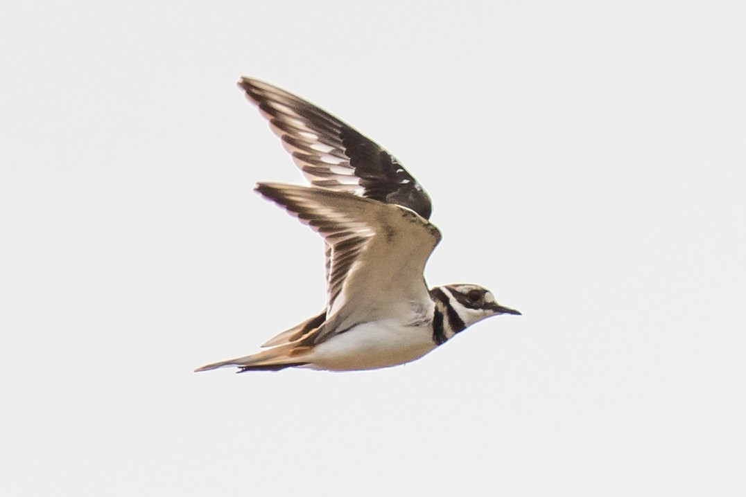 Killdeer - ML111411641