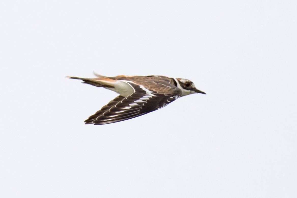 Killdeer - ML111411671