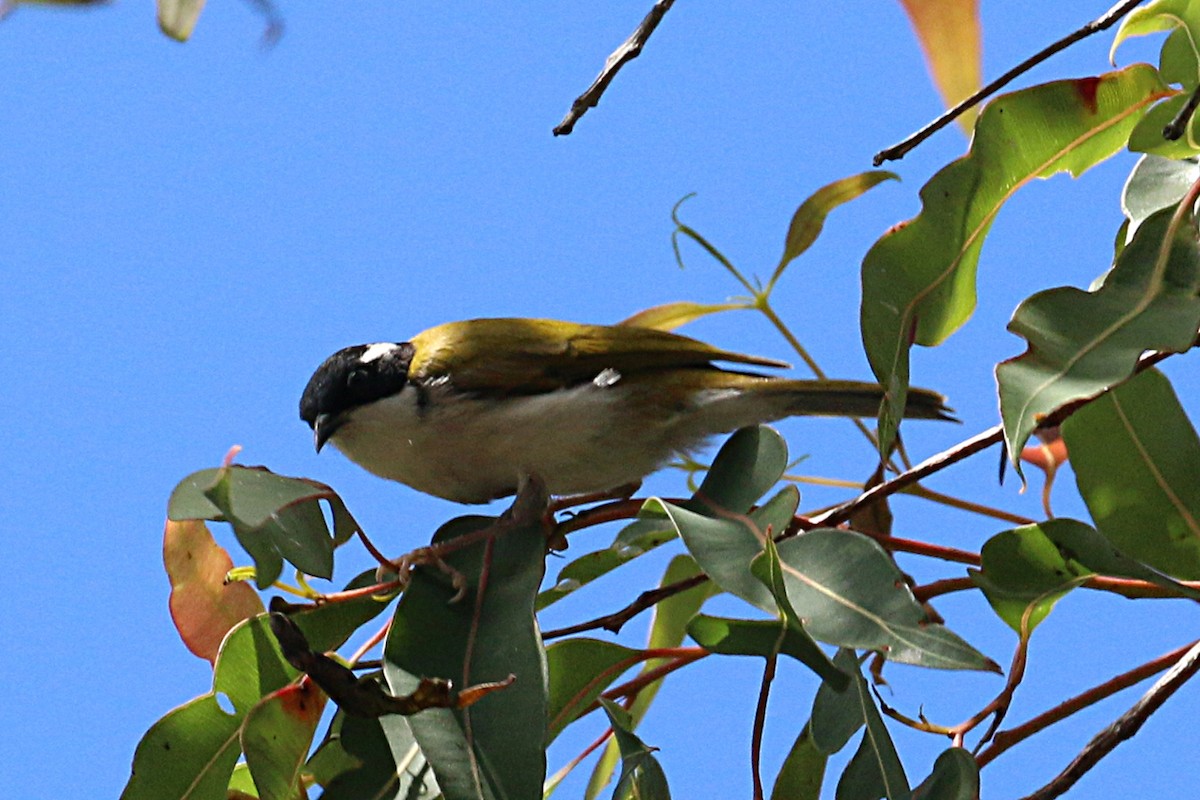 White-throated Honeyeater - ML111411961