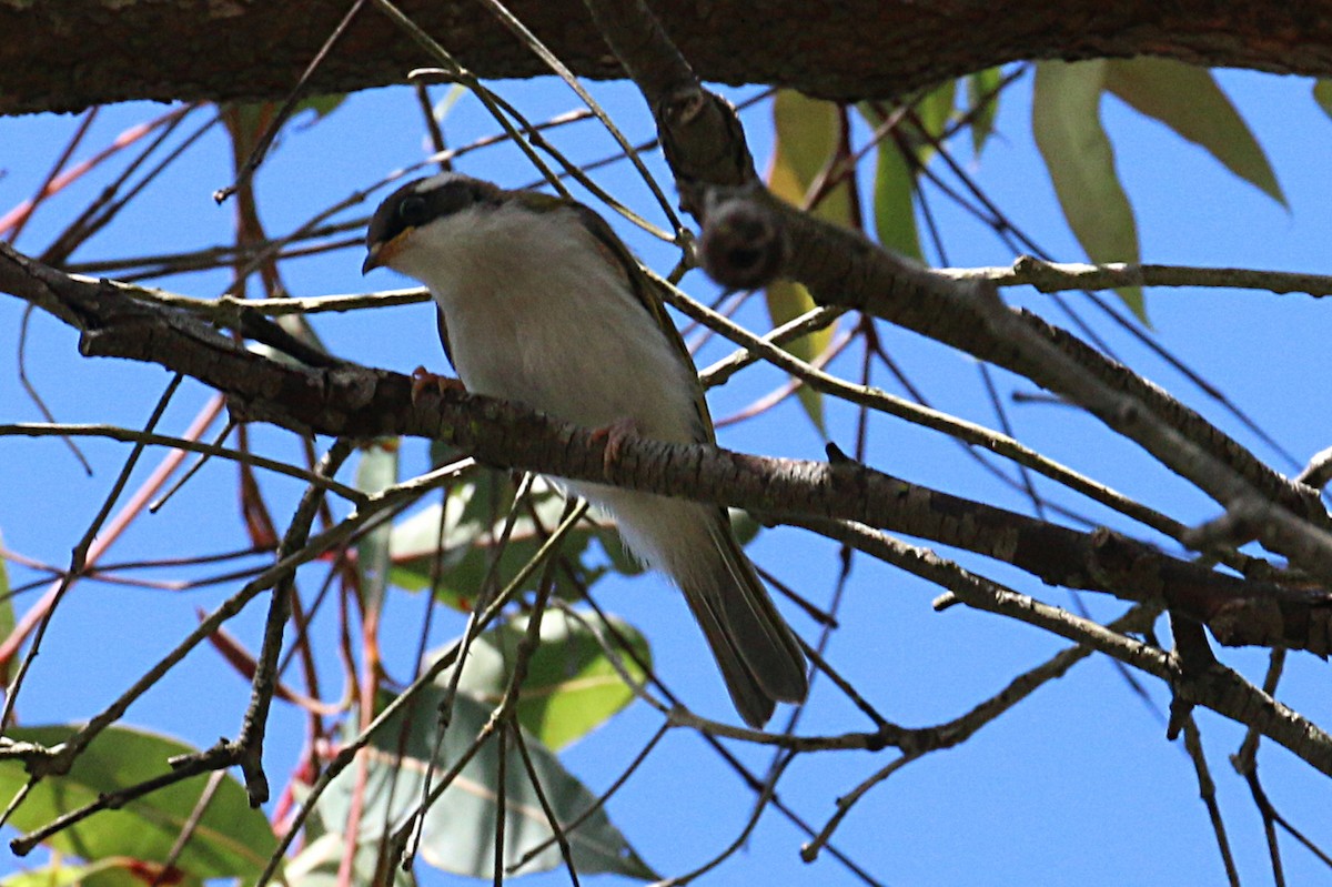 White-throated Honeyeater - ML111411981