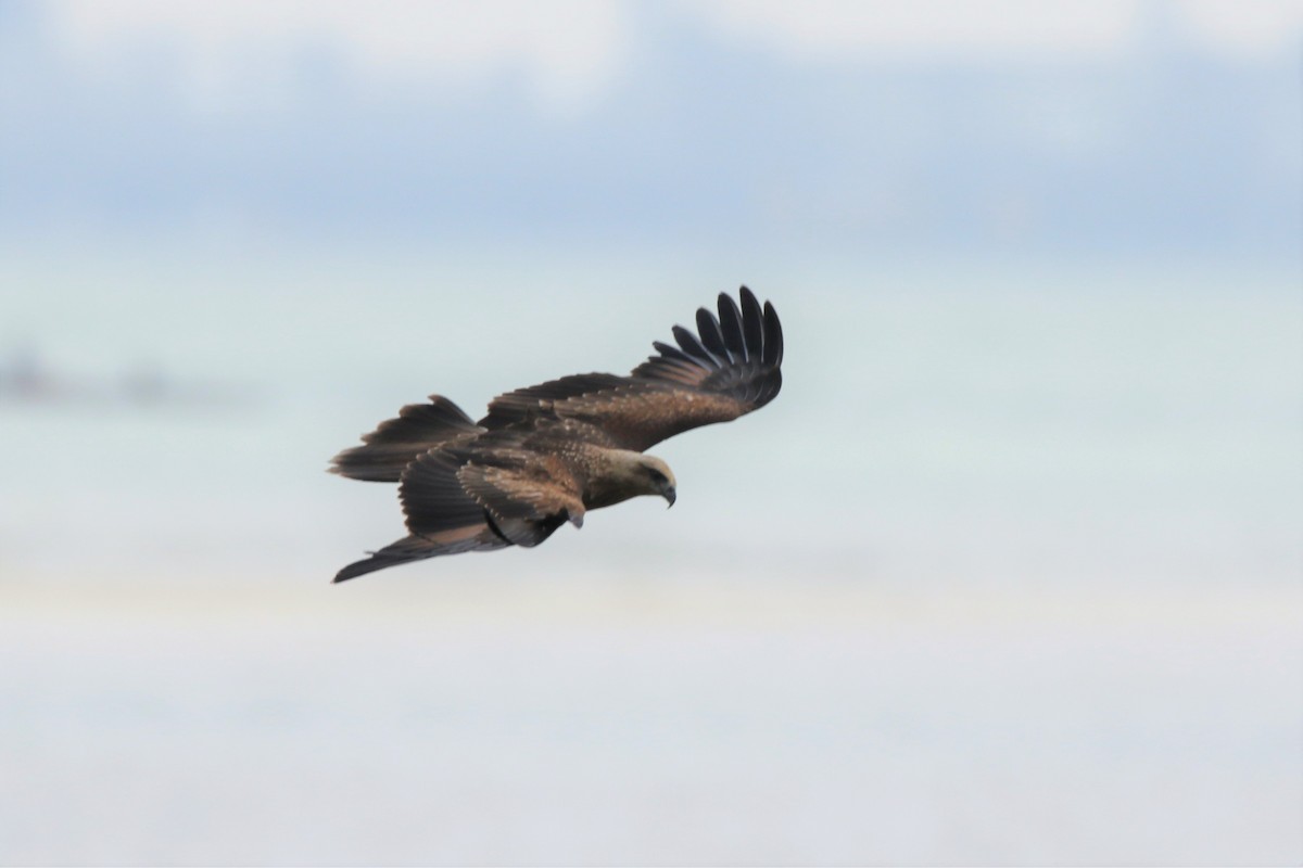 Brahminy Kite - Fadzrun A.