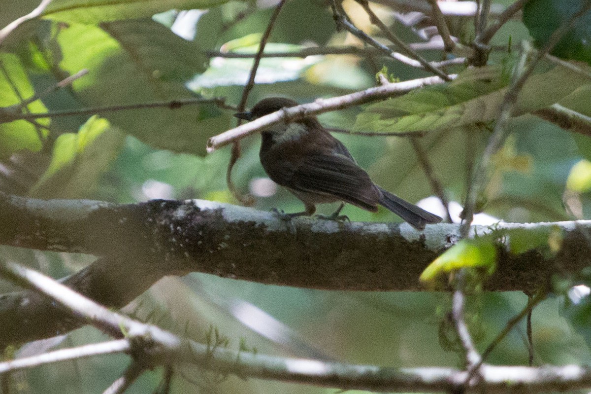 Chestnut-backed Chickadee - ML111412191