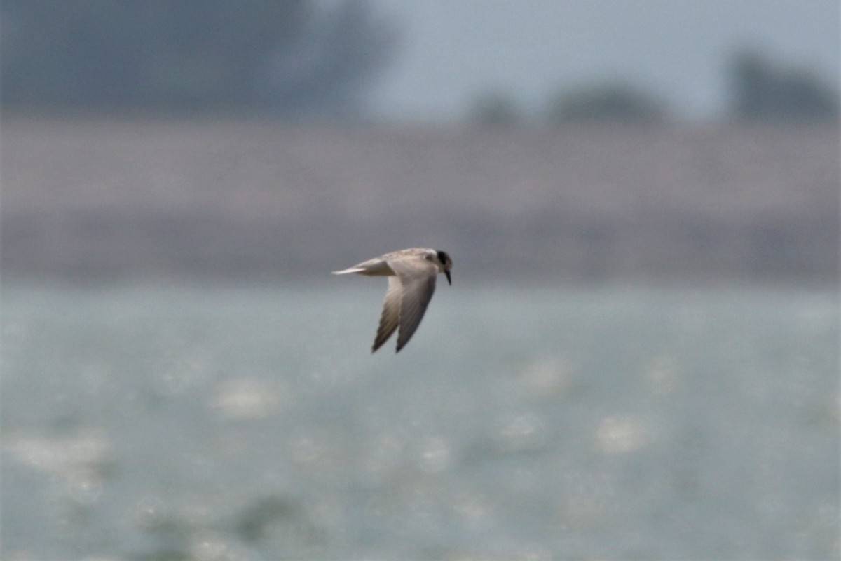 Little Tern - ML111412961