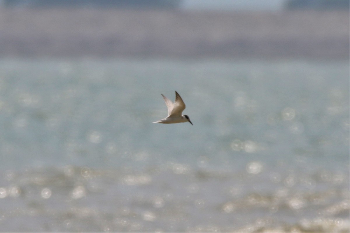 Little Tern - ML111412971