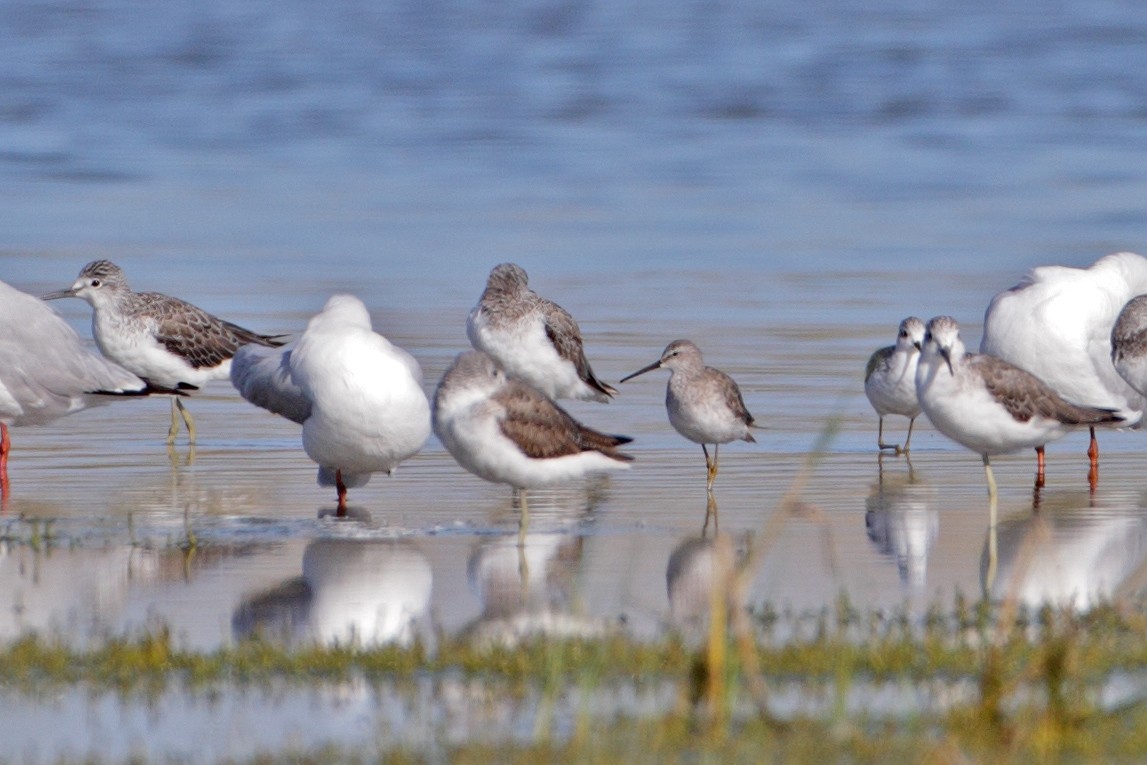 Stilt Sandpiper - ML111413841