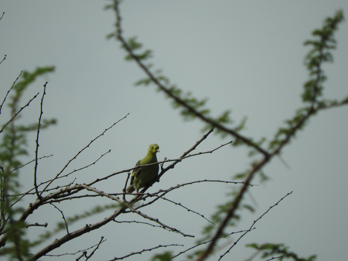 Gray-fronted Green-Pigeon - Amara Bharathy
