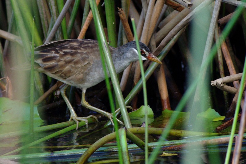 White-browed Crake - ML111414731