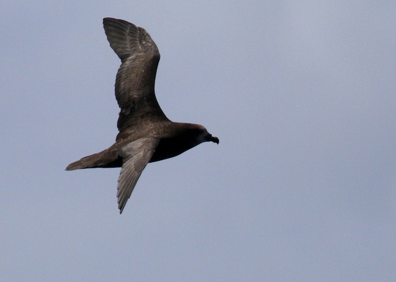 Great-winged/Gray-faced Petrel - ML111415181