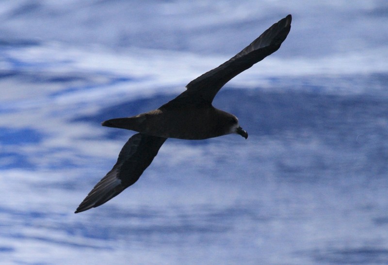 Great-winged/Gray-faced Petrel - ML111415191