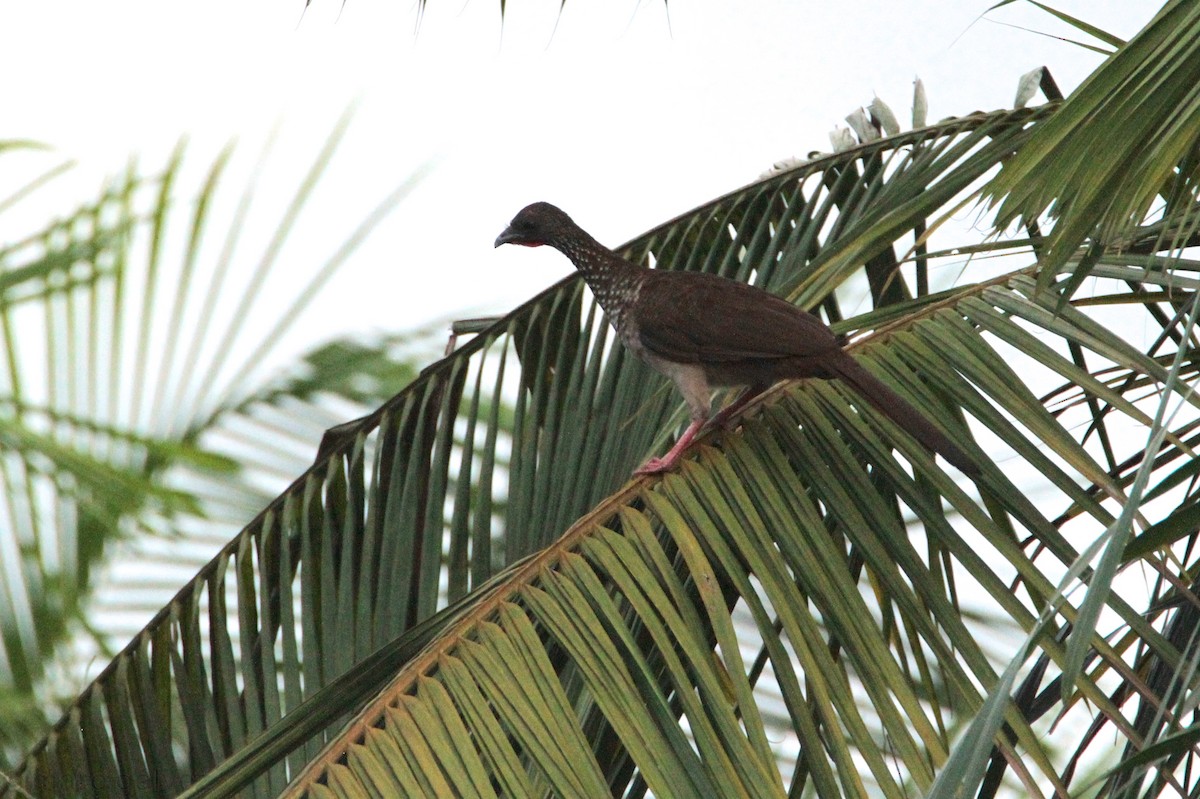 Speckled Chachalaca - Marc Gálvez