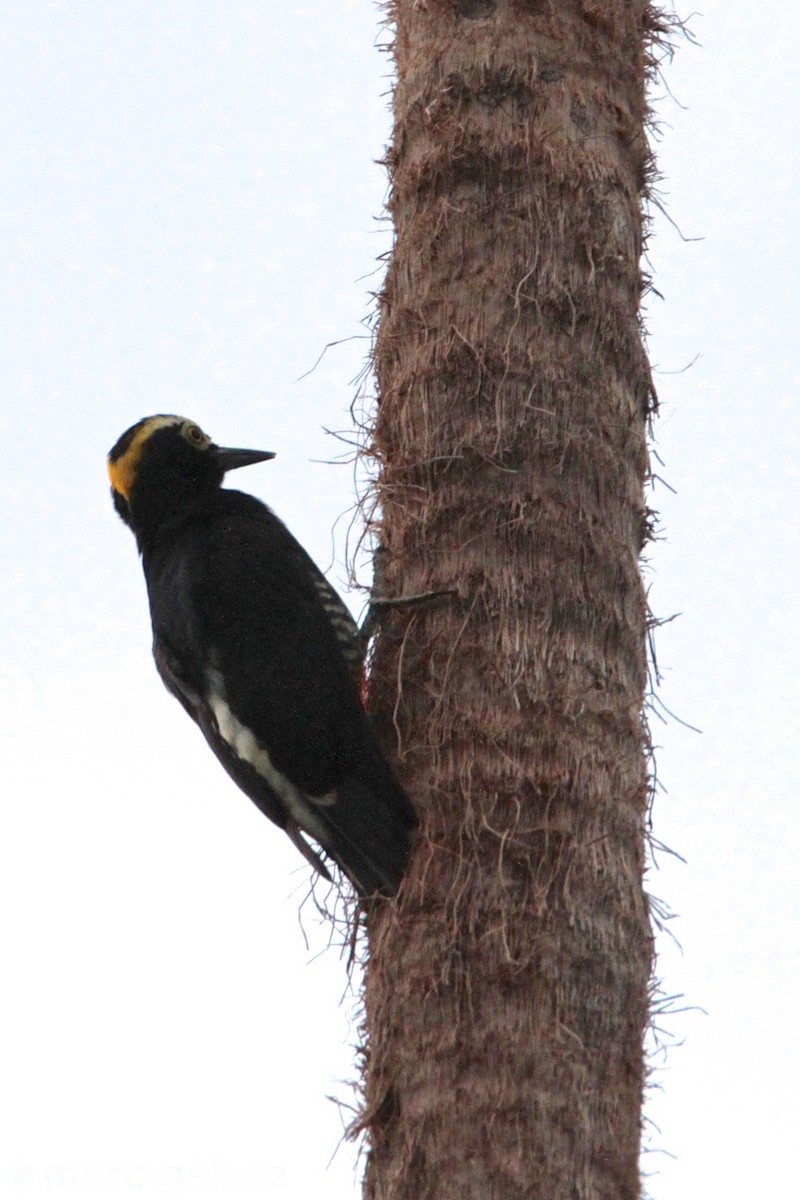 Yellow-tufted Woodpecker - Marc Gálvez
