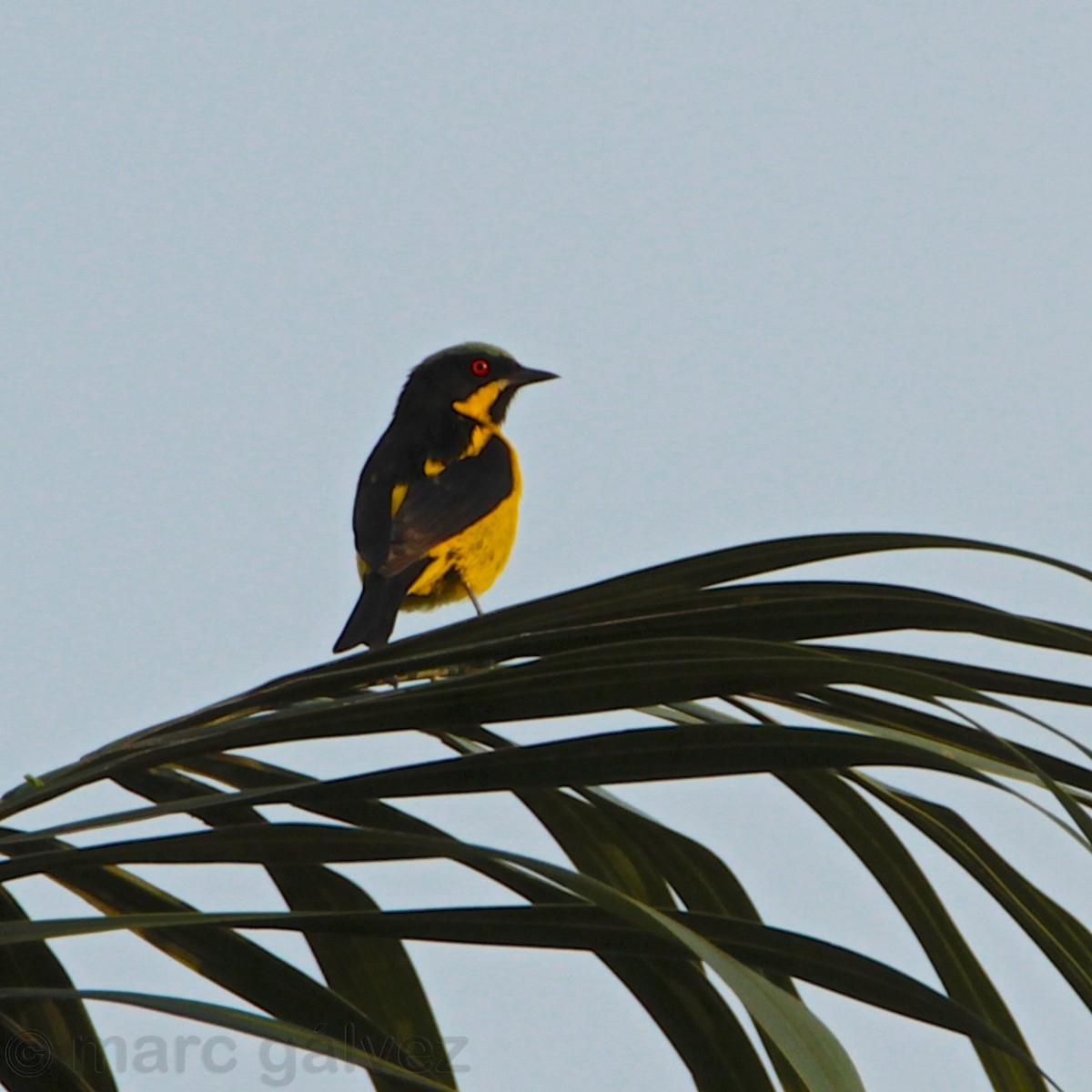 Yellow-bellied Dacnis - Marc Gálvez