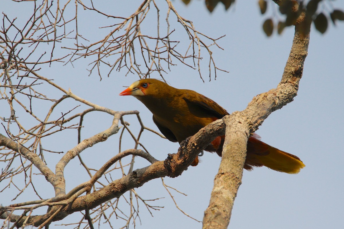 Green Oropendola - ML111415981